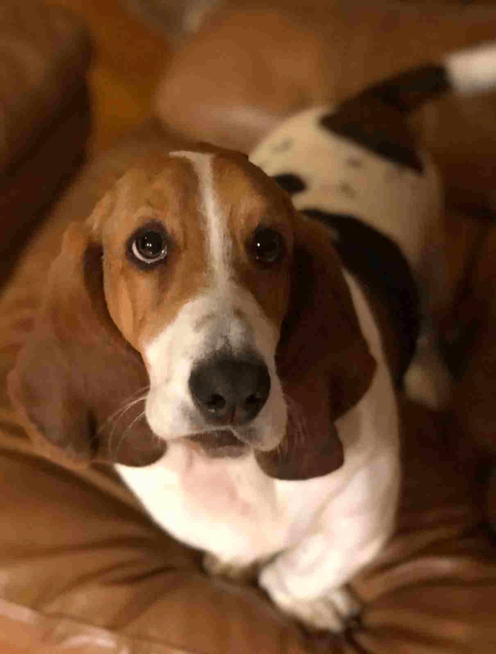 Custom dog photo used for the portrait