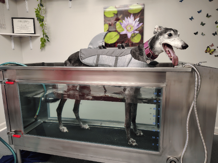 Water treadmill 