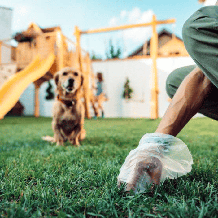 Picking up Dog Waste