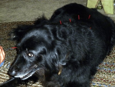 Quan Yin gets acupuncture