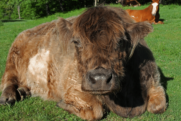 Mooie