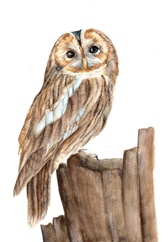 Watercolor owl