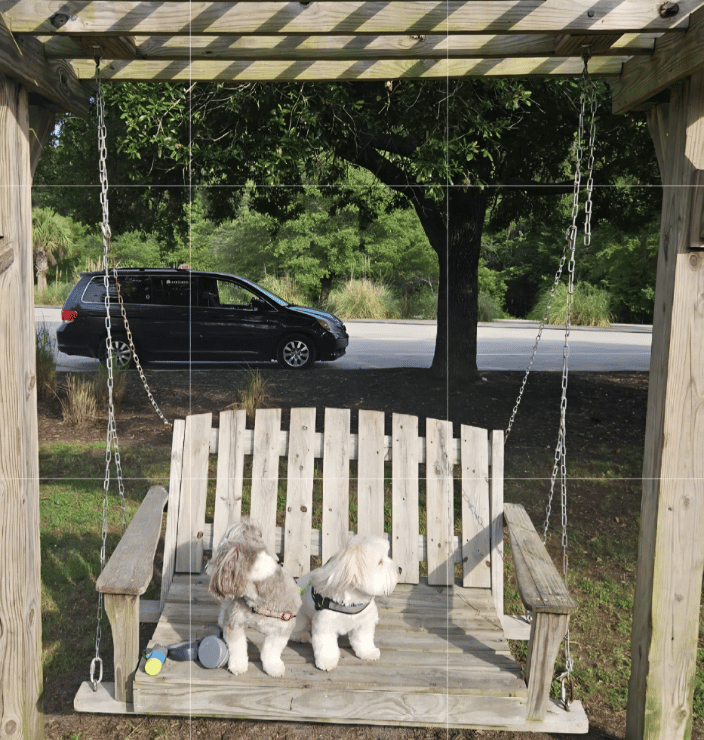 Alfie and Ernie’s  Journey from Fort Lauderdale to Woodstock, Vermont