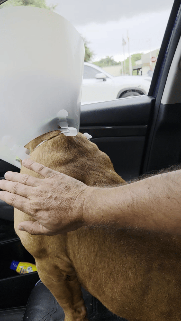 Hooch traveled from Fort Lauderdale to the family waiting for him in New Hope