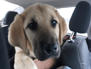 Sweet Baby Transport 
