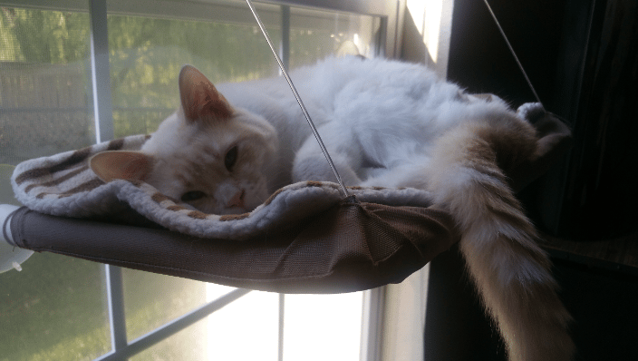 Bella's cat, Mischief Mayhem