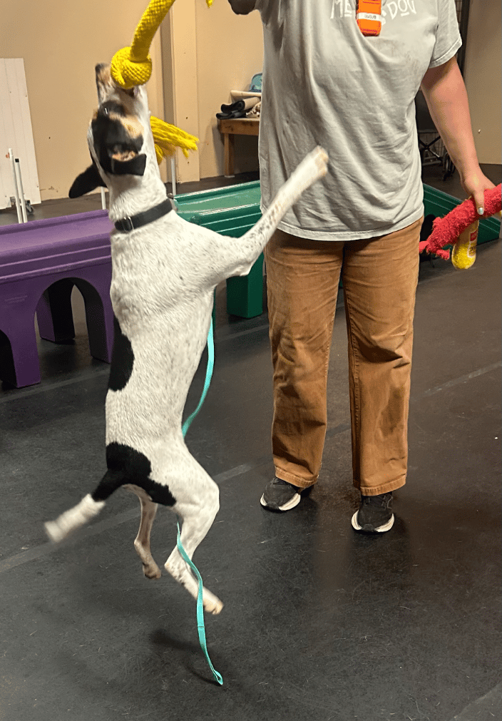 Metro Dog employee playing with a guest