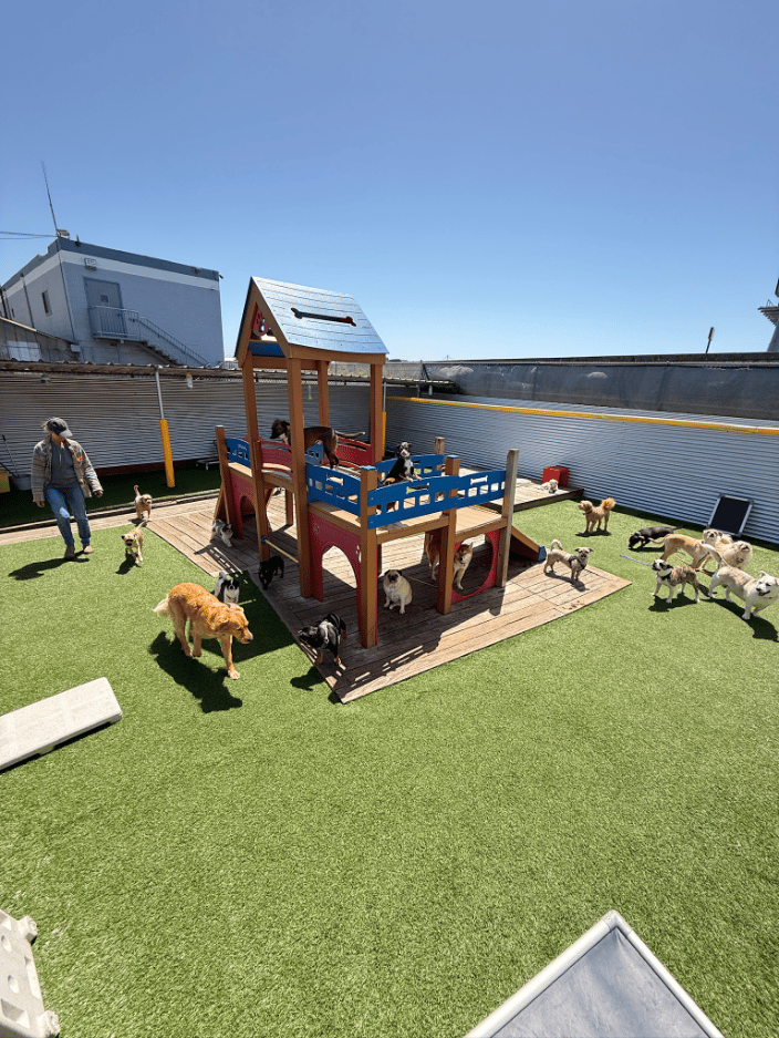 Our canine guests playing in our outdoor area