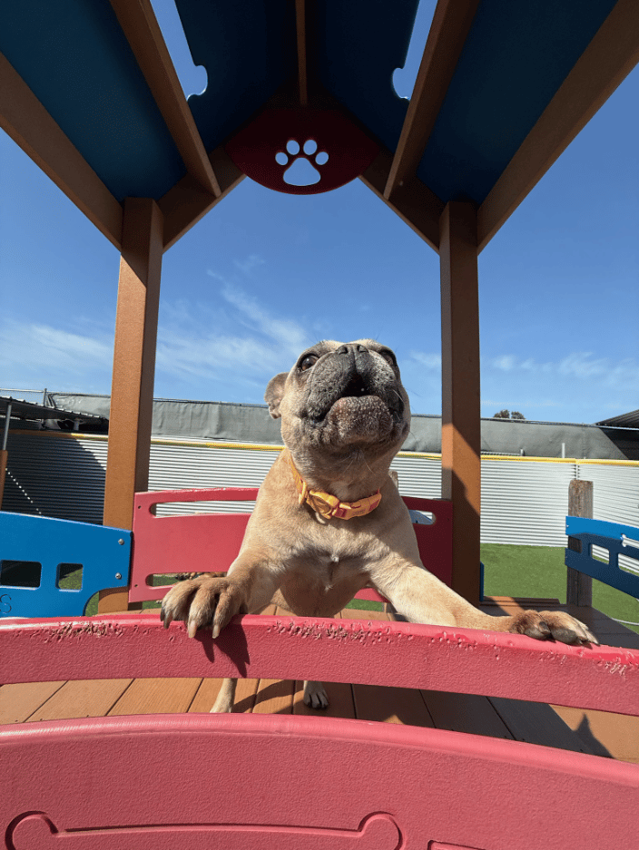 A dog playing in our outdoor area