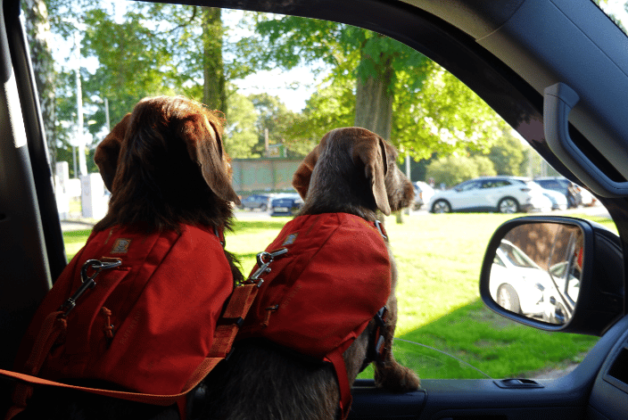 Dogs ready for a trip