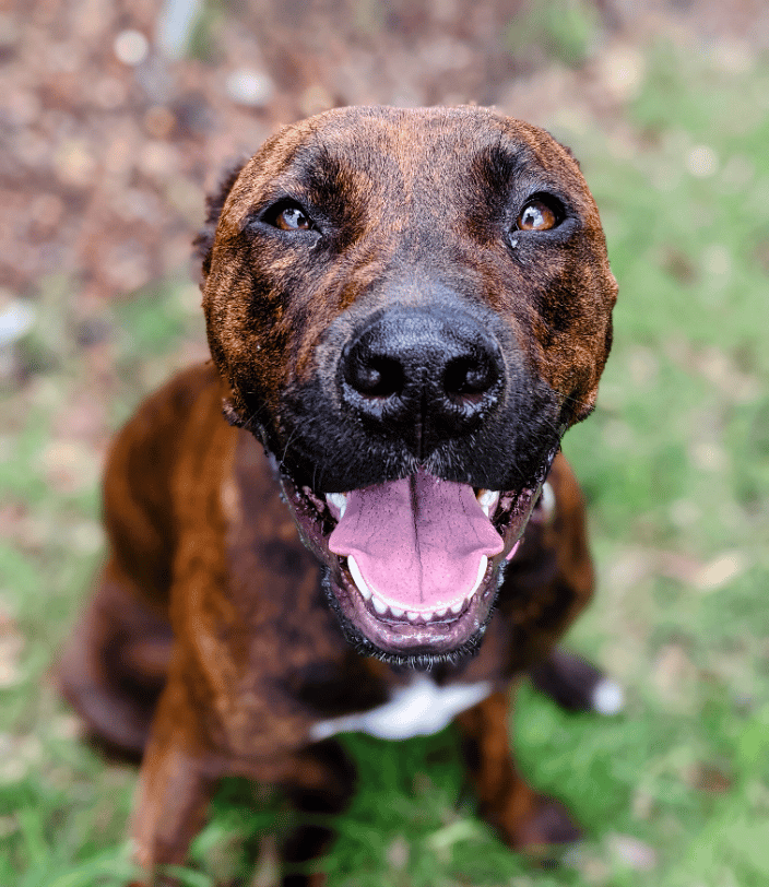 Who's a Good Boy? I'm a good boy!