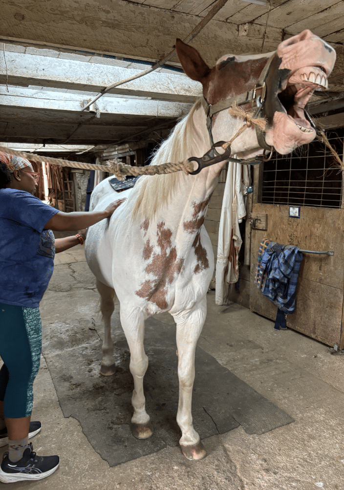 Equine session with red light and bodywork