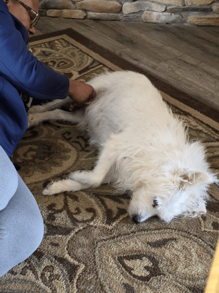 Canine bodywork