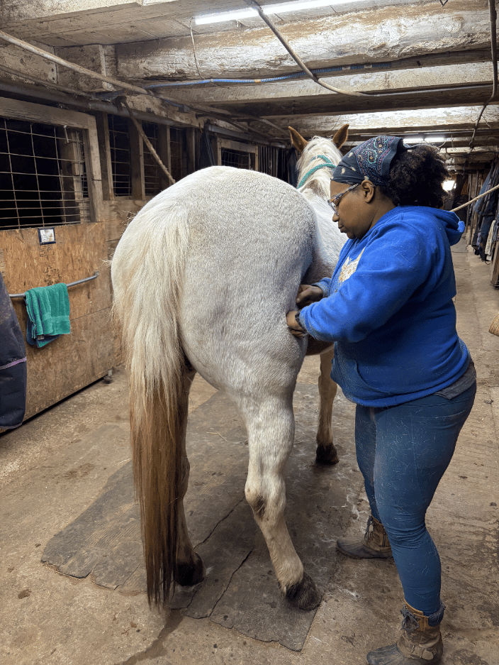 Equine bodywork
