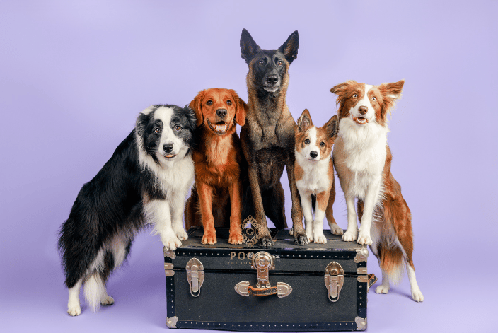 Multiple dogs