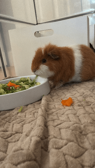 Guinea Pigs