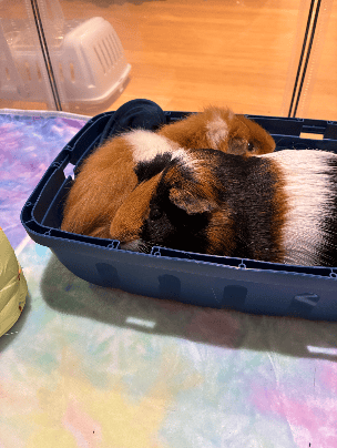 Guinea Pigs