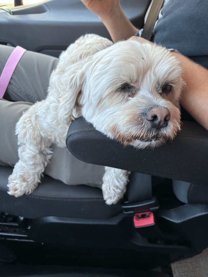 Chester is more than relaxed on his way home. 