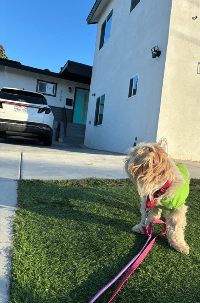 Chi-Chi checking out her new home in Cali. 