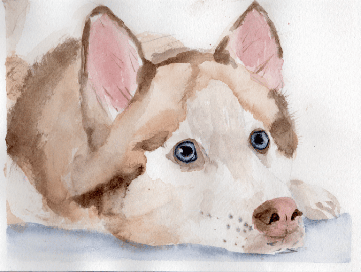 Custom watercolor pet portrait capturing the majestic spirit and striking eyes of a gorgeous Husky.