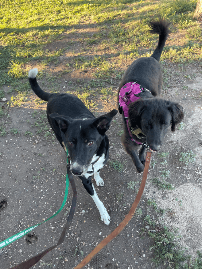Raja and Rollo, fresh off of the plane from India, headed to Colorado