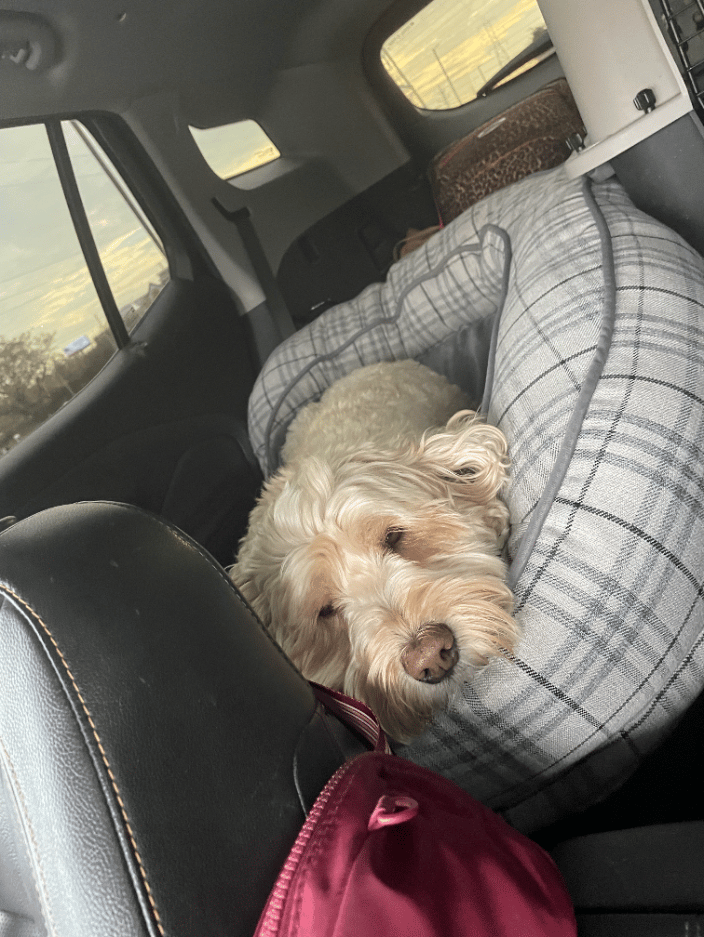 Yogi, the sweetest boy, in route to NC from MN!