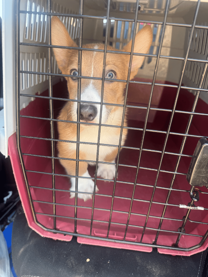Churro headed to meet his new human!