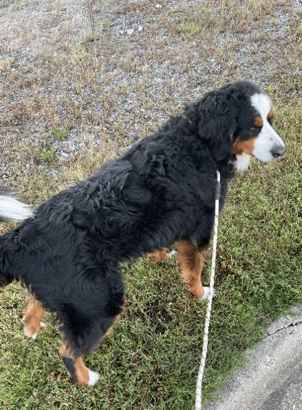 Walking time