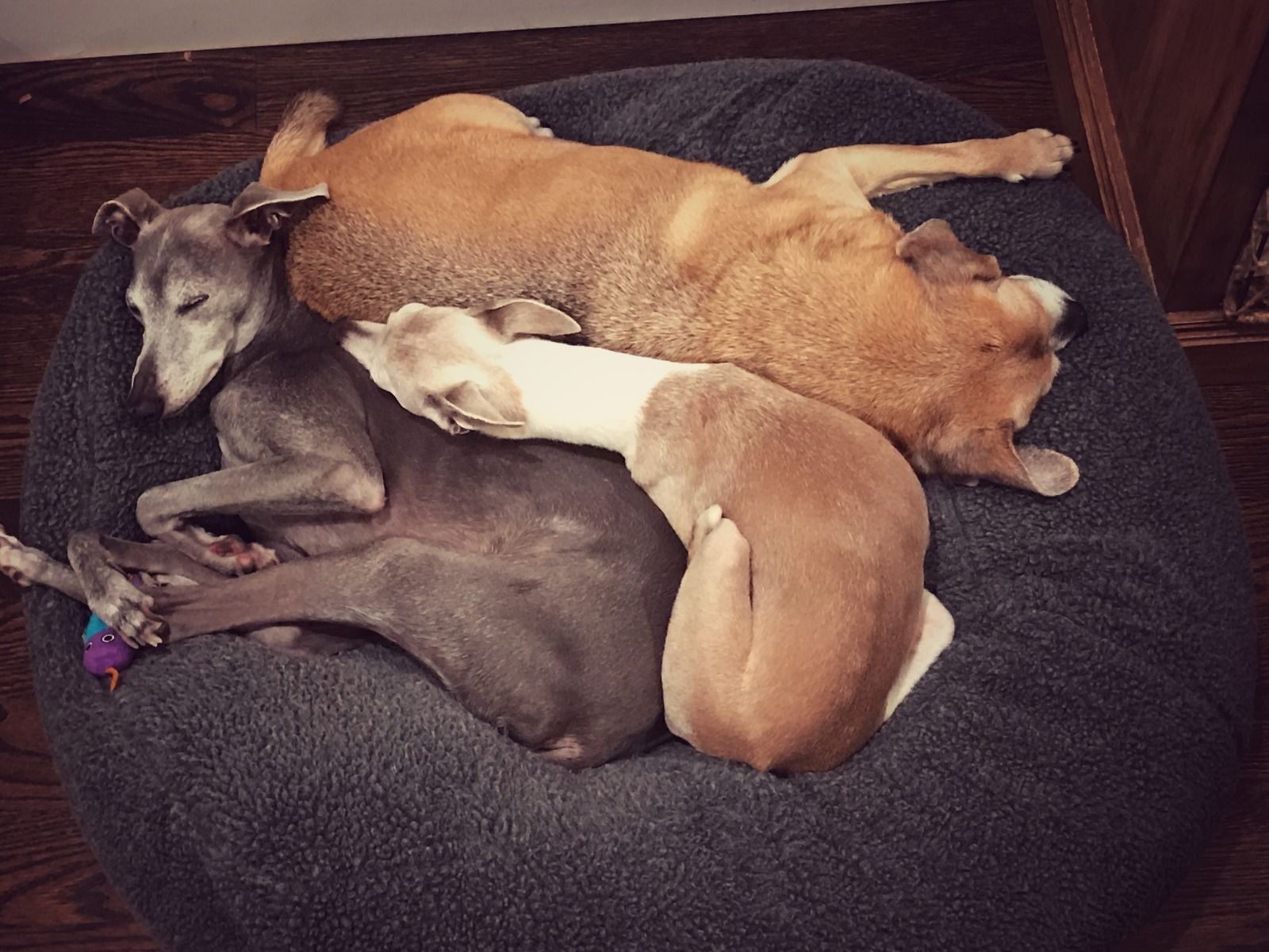 Dog Walking, Pet Sitting, and House Sitting Chicago, IL