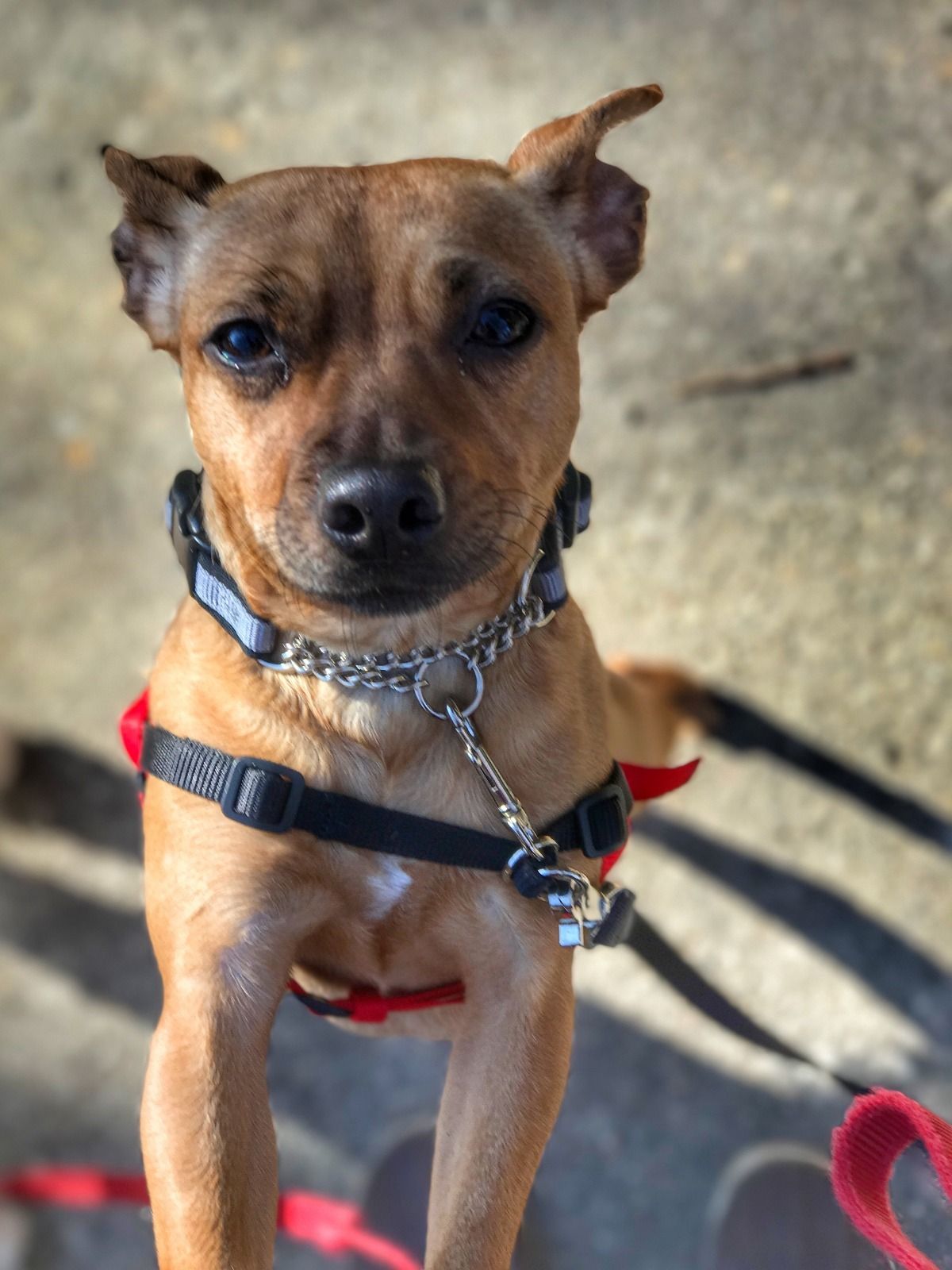 Dog Walking, Pet Sitting, and House Sitting Chicago, IL