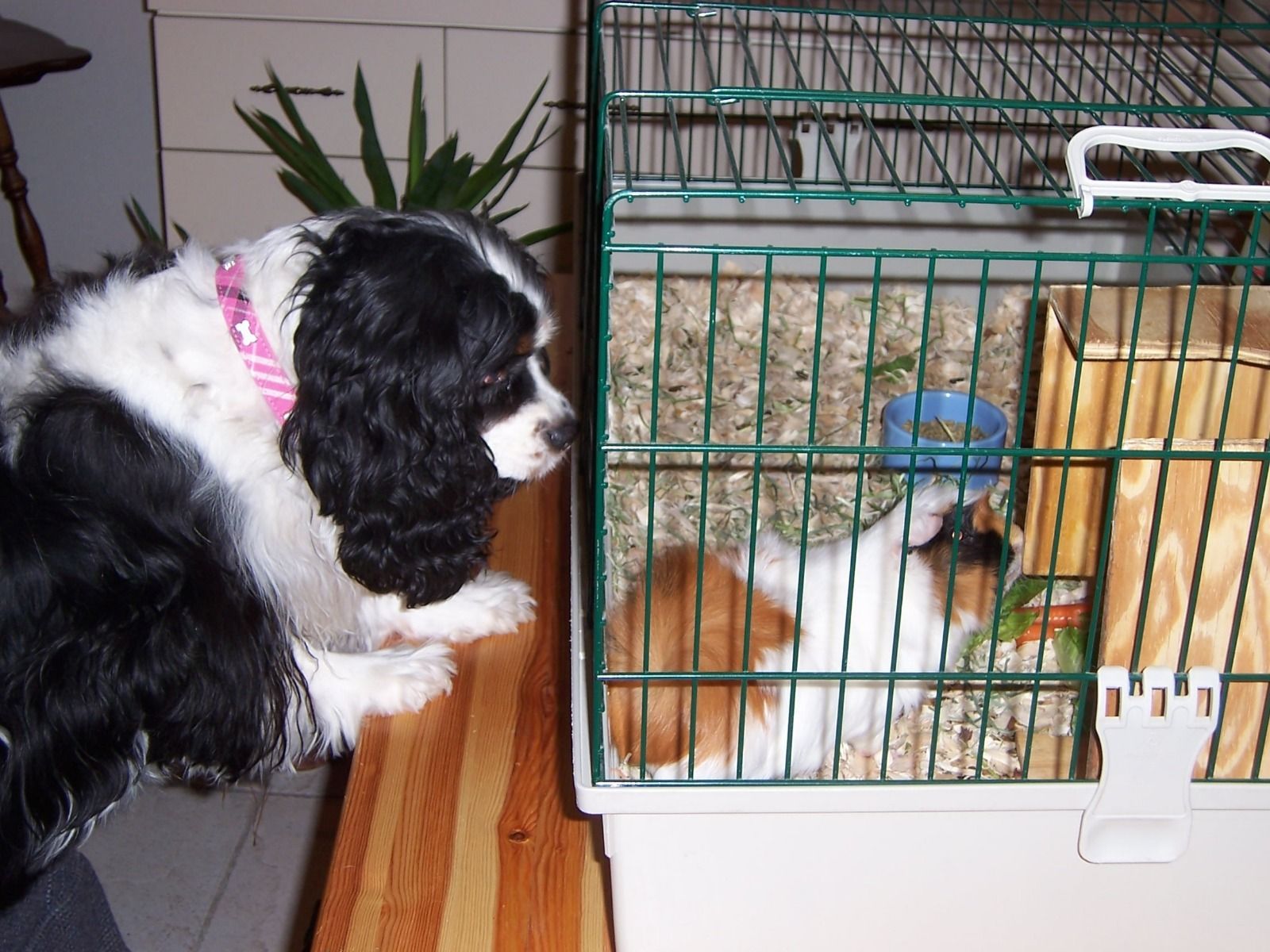 Aunt Darlene's Pet Sitting & Dog Walking Old Bridge, NJ