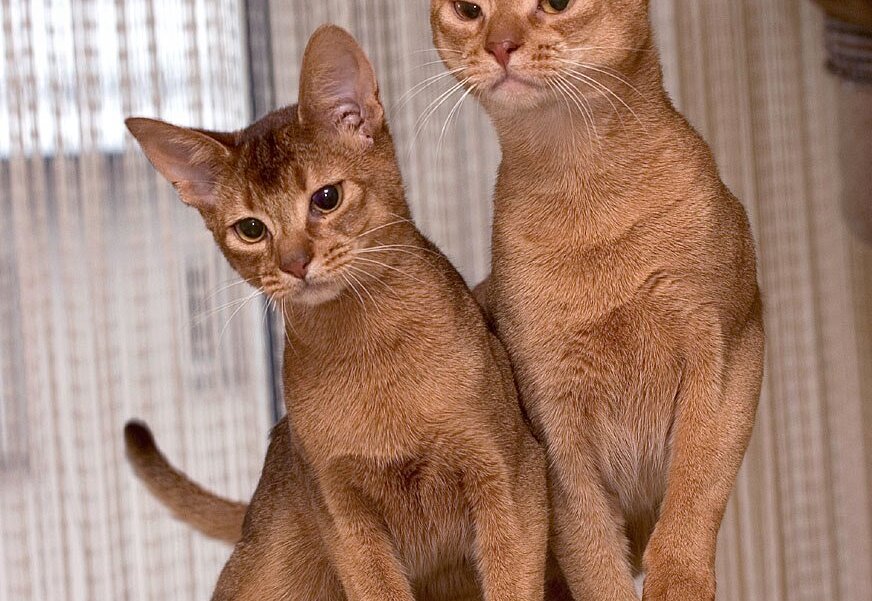 Abyssinian