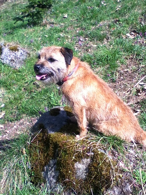 Border Terrier