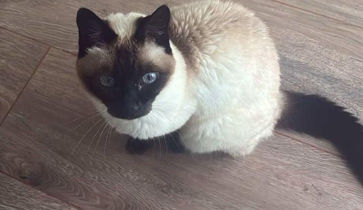 Siamese
