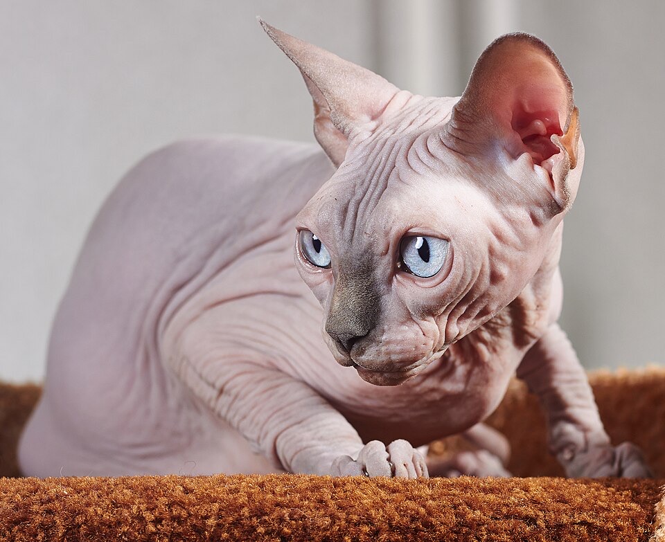 Sphynx